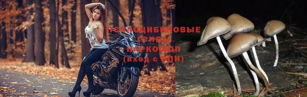 твердый Абаза